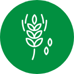 Organic Millets